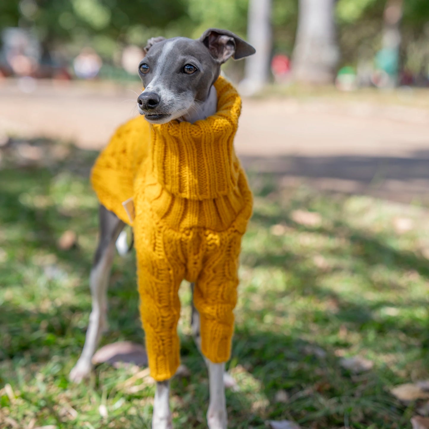Warm Autumn Pet Sweater Stylish Turtleneck Italian Greyhound Clothes Whippet Clothing